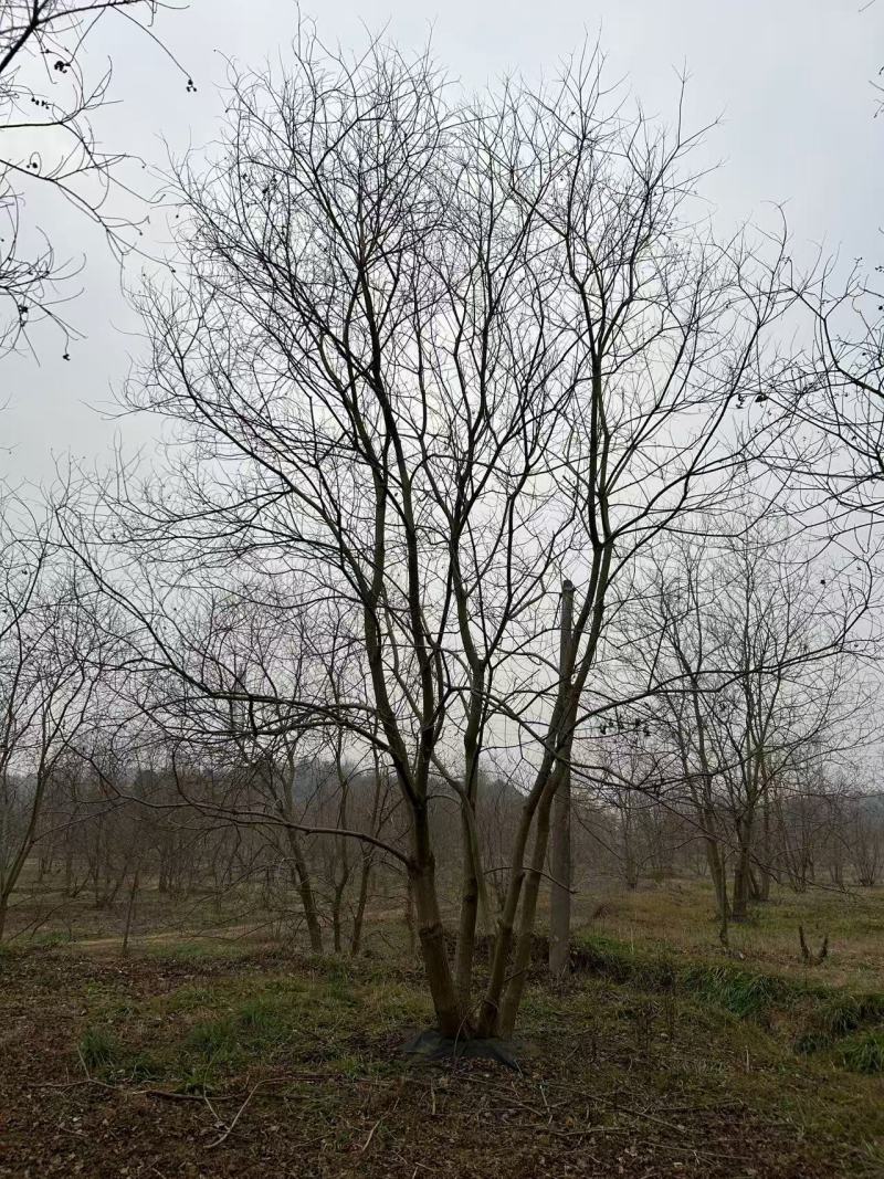 丛生乌桕
