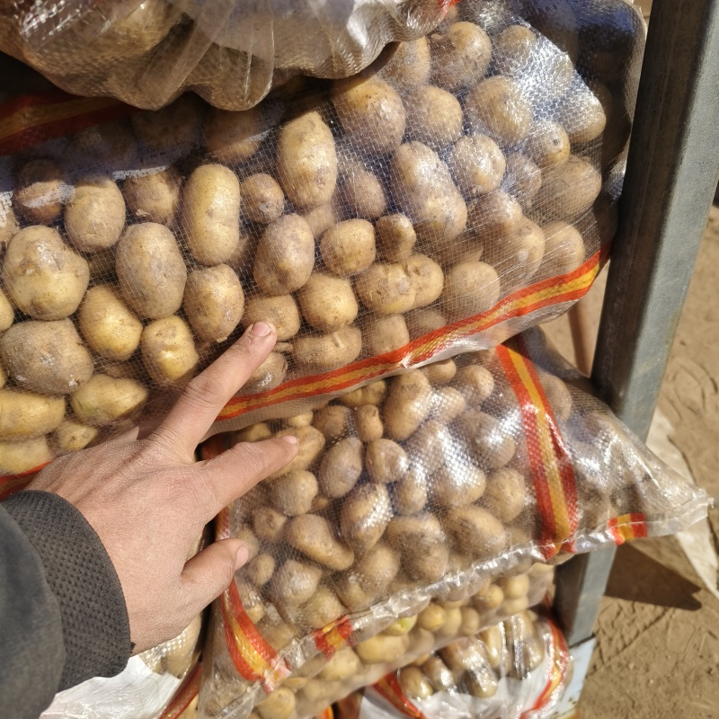 荷兰十五土豆1~2两
