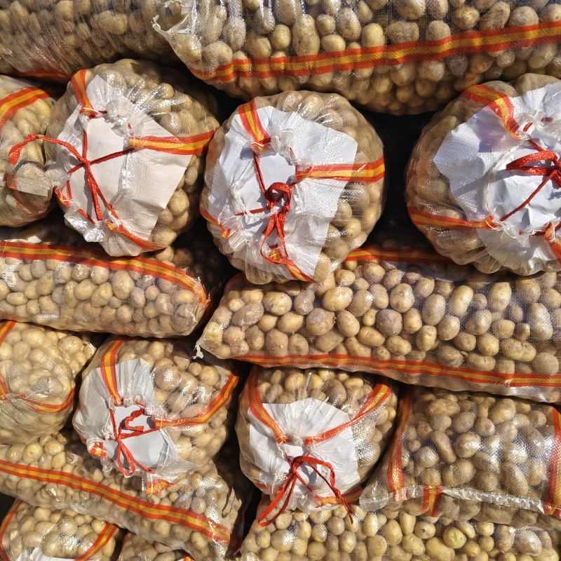 荷兰十五土豆1~2两