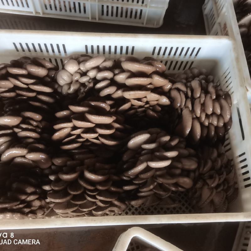 【实力推荐】精致平菇一手货源产地直发可视频看货