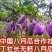 无籽八月瓜苗丁社长提供种植技术改良无籽品种