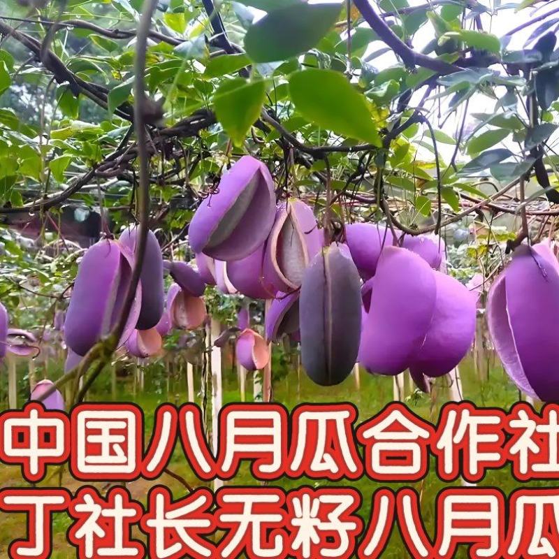 无籽八月瓜苗丁社长提供种植技术改良无籽品种