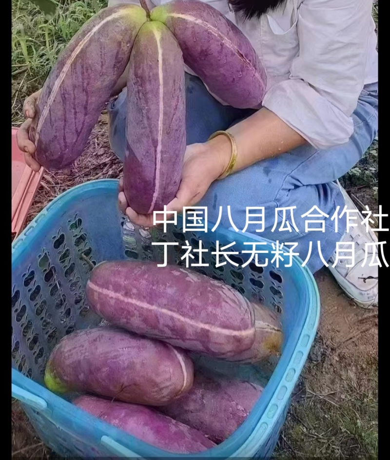 无籽八月瓜苗丁社长提供种植技术改良无籽品种