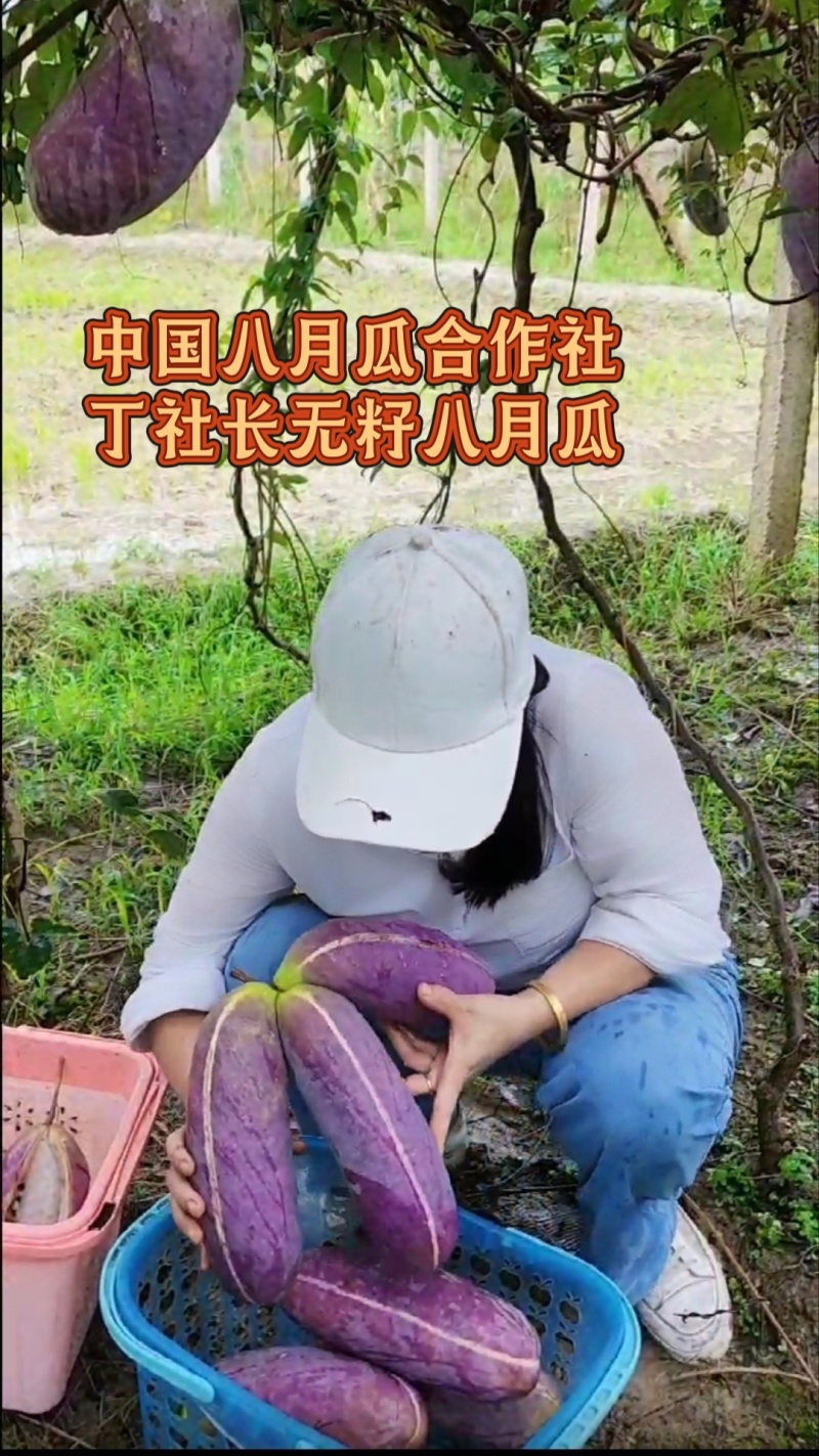 无籽八月瓜苗丁社长提供种植技术改良无籽品种