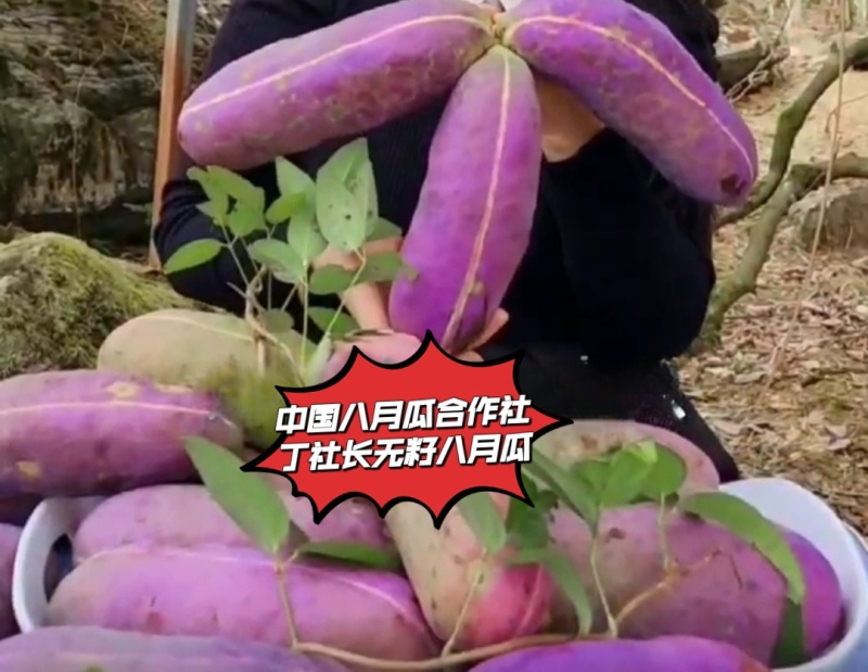 无籽八月瓜苗丁社长提供种植技术改良无籽品种