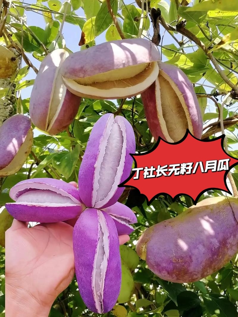 无籽八月瓜苗丁社长提供种植技术改良无籽品种