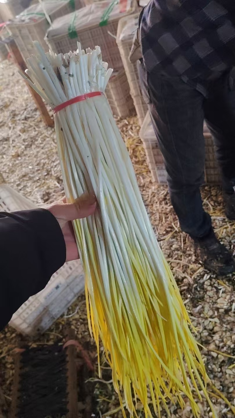 精品蒜黄大量上市，一手货源，产地直发，质量保证