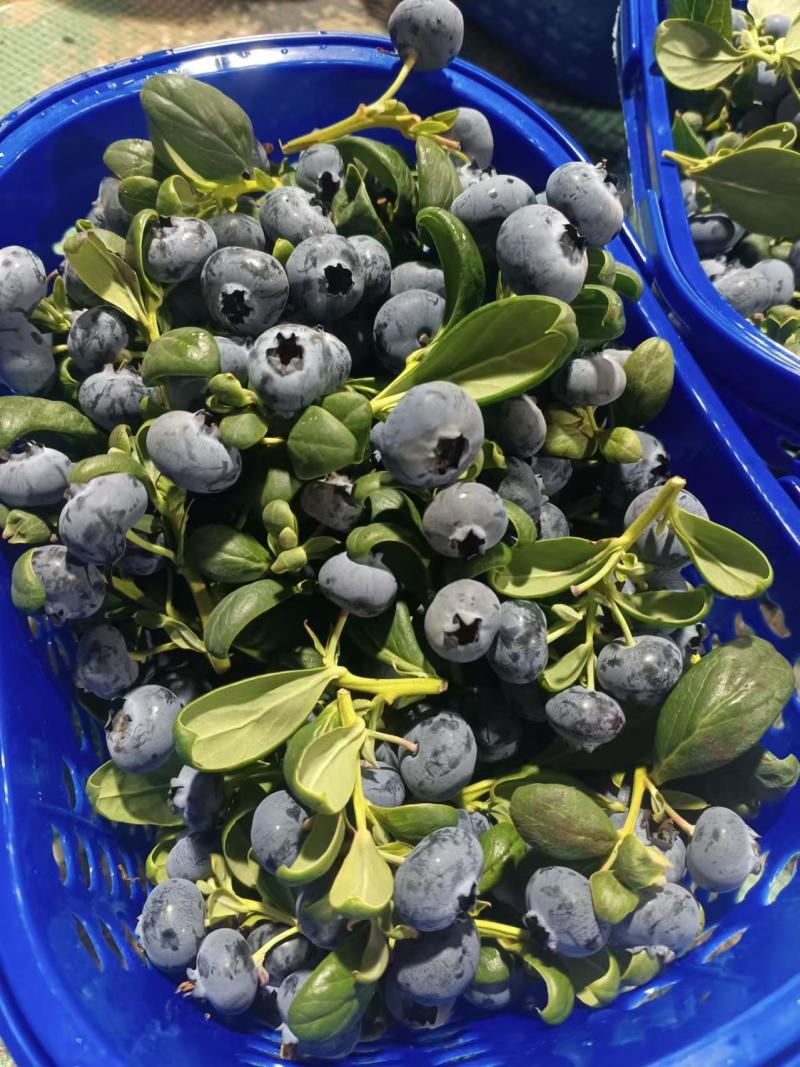 云南澄江抚仙湖L25自带花香纯甜蓝莓新鲜采