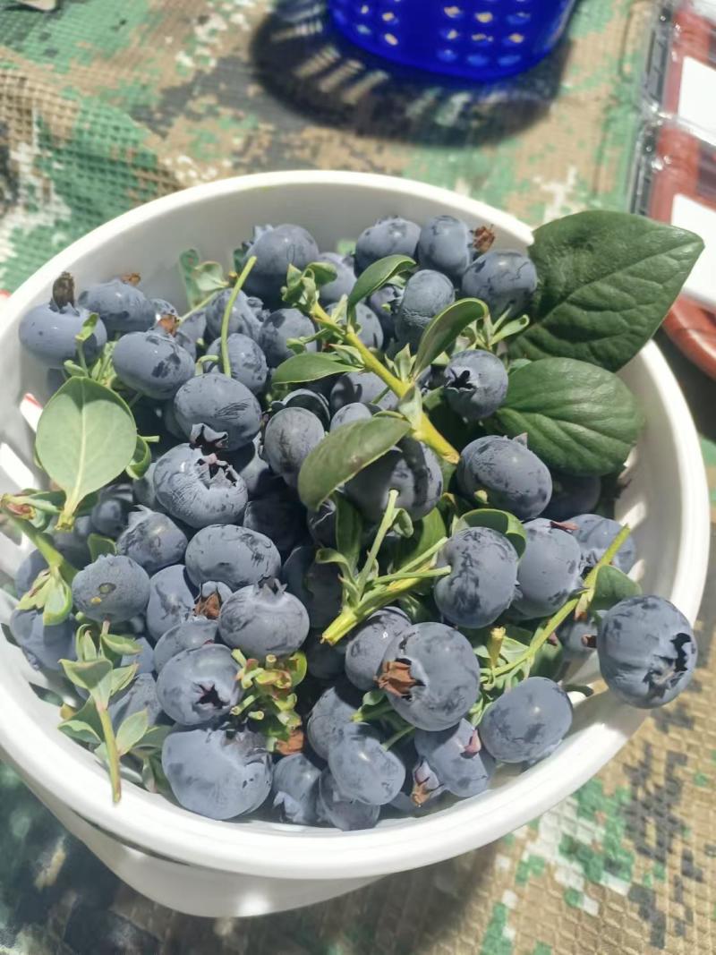 云南澄江抚仙湖L25自带花香纯甜蓝莓新鲜采