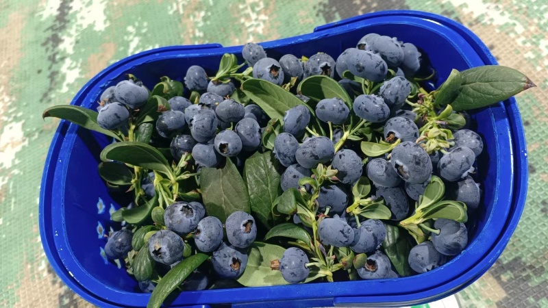云南澄江抚仙湖L25自带花香纯甜蓝莓新鲜采