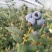 云南澄江抚仙湖L25自带花香纯甜蓝莓新鲜采