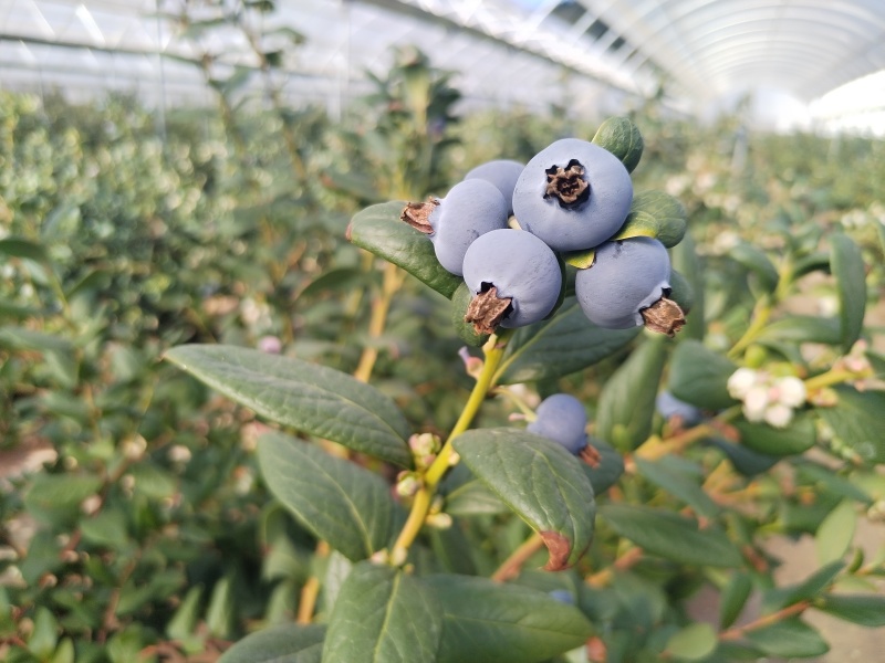 云南澄江抚仙湖L25自带花香纯甜蓝莓新鲜采