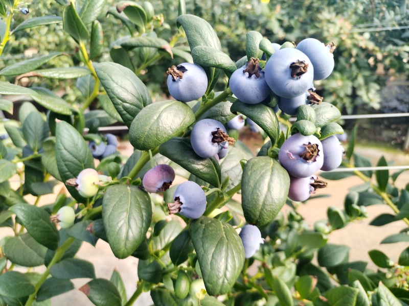 云南澄江抚仙湖L25自带花香纯甜蓝莓新鲜采