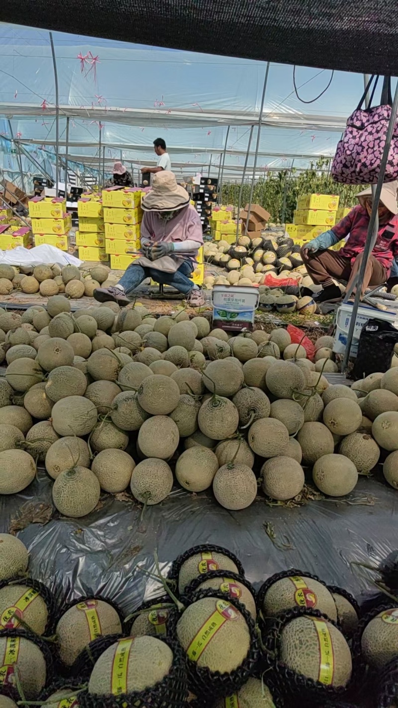 精品网纹蜜瓜网纹瓜糖度高口感脆可对接各大电商平台