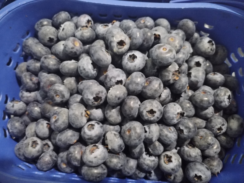 【产地直供】云南澄江抚仙湖蓝莓酸甜通货500g/篮新鲜