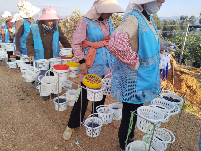 【产地直供】云南澄江抚仙湖蓝莓酸甜通货500g/篮新鲜