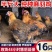 纯种土鸡正宗麻羽鸡半斤鸡苗农家笨鸡脱温鸡苗蛋鸡活苗散养苗
