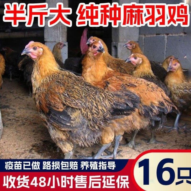 纯种土鸡正宗麻羽鸡半斤鸡苗农家笨鸡脱温鸡苗蛋鸡活苗散养苗