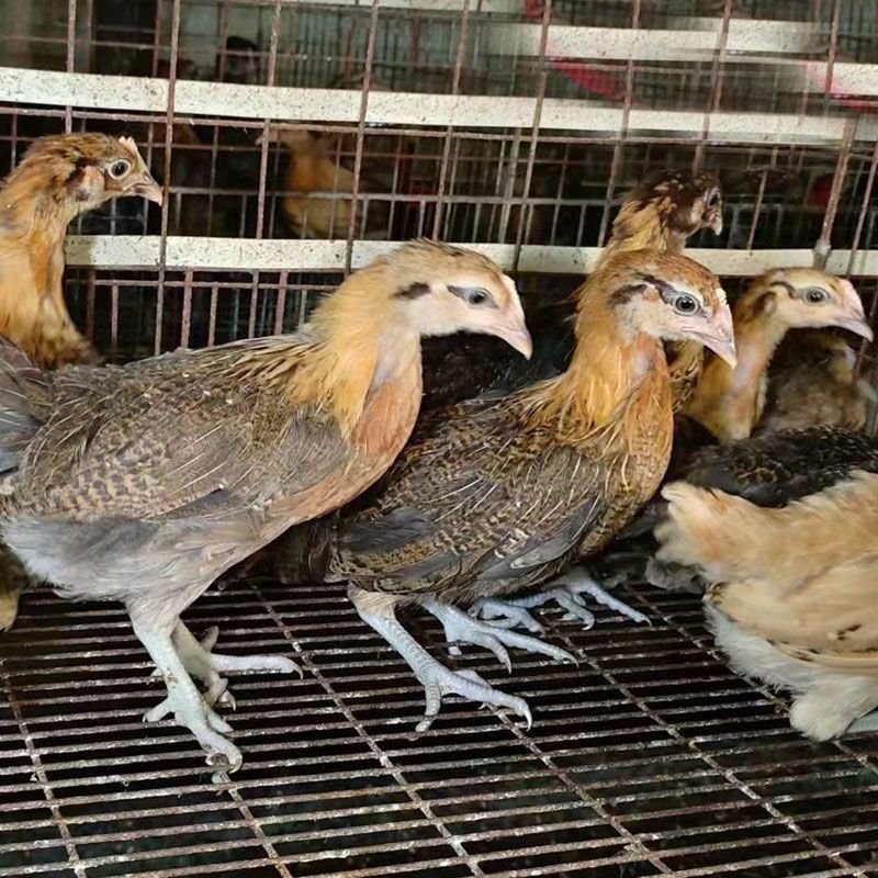 纯种土鸡正宗麻羽鸡半斤鸡苗农家笨鸡脱温鸡苗蛋鸡活苗散养苗