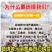 纯种土鸡正宗麻羽鸡半斤鸡苗农家笨鸡脱温鸡苗蛋鸡活苗散养苗