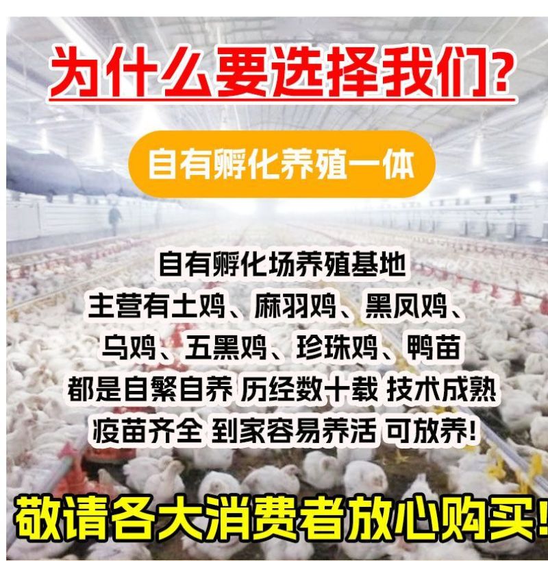 纯种土鸡正宗麻羽鸡半斤鸡苗农家笨鸡脱温鸡苗蛋鸡活苗散养苗