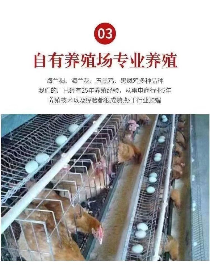 纯种土鸡正宗麻羽鸡半斤鸡苗农家笨鸡脱温鸡苗蛋鸡活苗散养苗