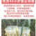 纯种土鸡正宗麻羽鸡半斤鸡苗农家笨鸡脱温鸡苗蛋鸡活苗散养苗