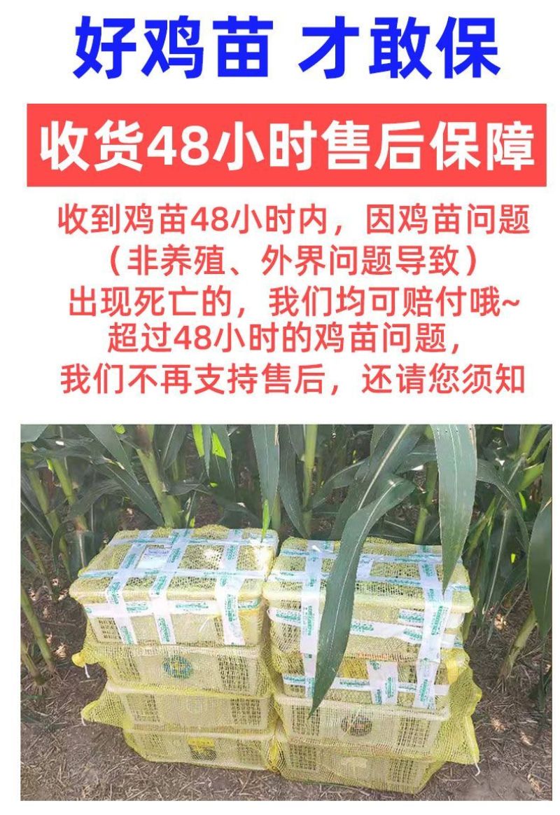 纯种土鸡正宗麻羽鸡半斤鸡苗农家笨鸡脱温鸡苗蛋鸡活苗散养苗