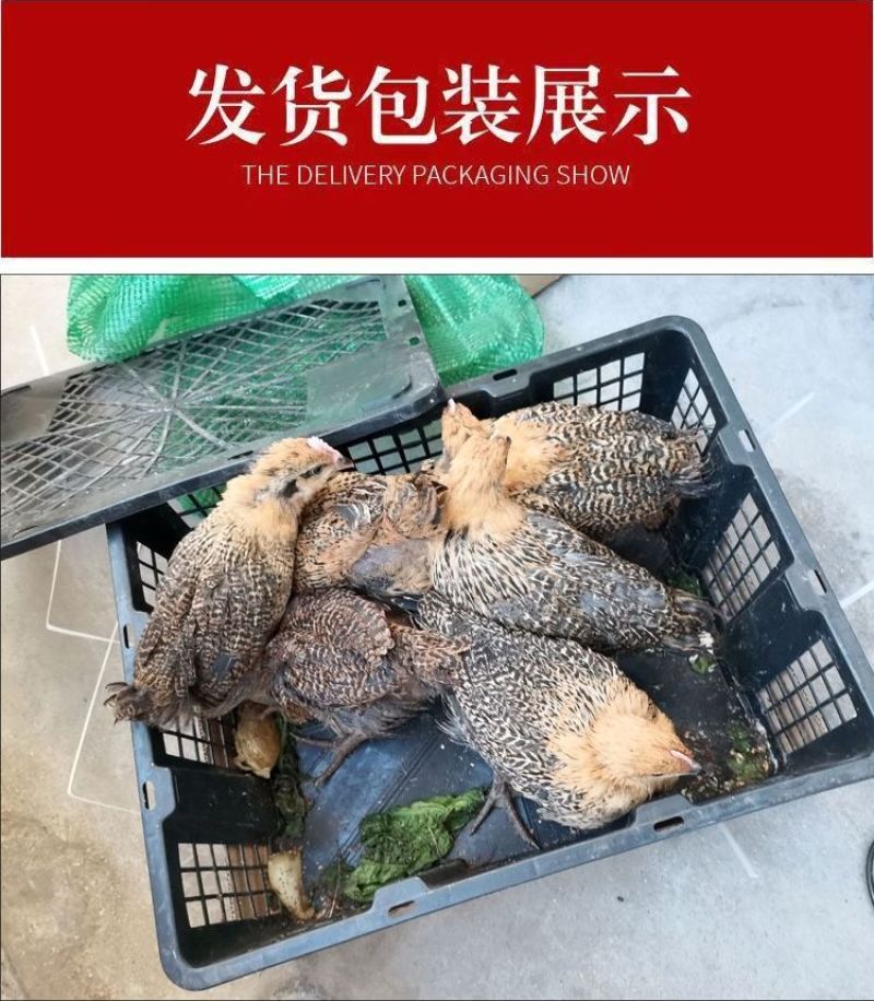 纯种土鸡正宗麻羽鸡半斤鸡苗农家笨鸡脱温鸡苗蛋鸡活苗散养苗