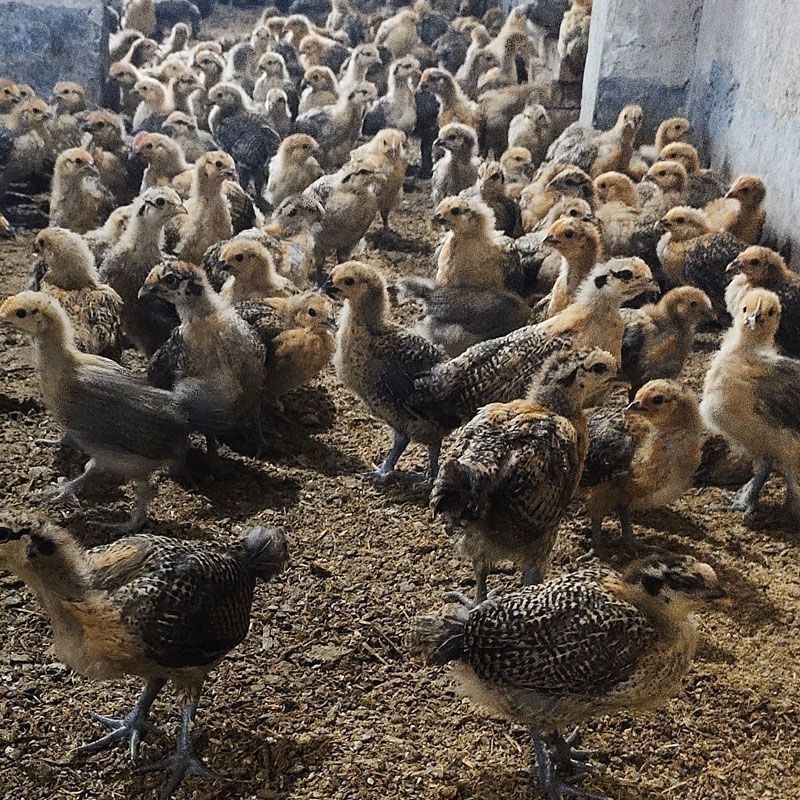 纯种土鸡正宗麻羽鸡半斤鸡苗农家笨鸡脱温鸡苗蛋鸡活苗散养苗