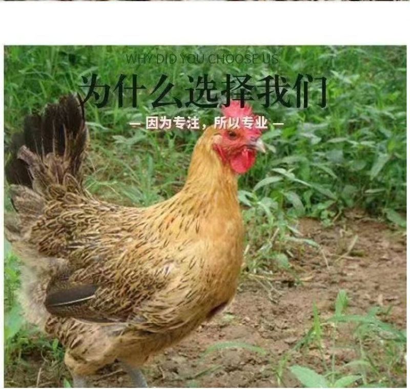纯种土鸡正宗麻羽鸡半斤鸡苗农家笨鸡脱温鸡苗蛋鸡活苗散养苗