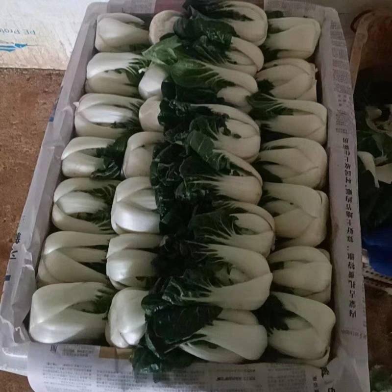 优选奶白菜/基地现货/可按需包装/全国发货/量大从优