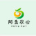 优选奶白菜/基地现货/可按需包装/全国发货/量大从优