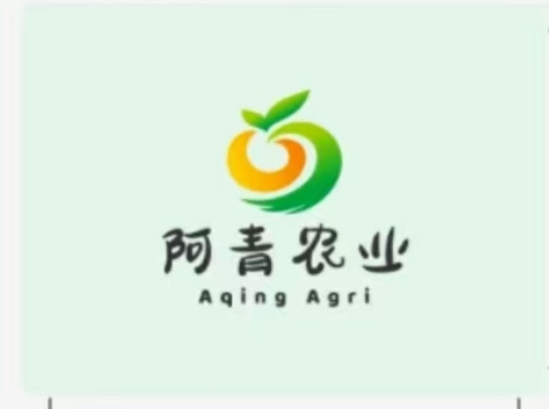 优选奶白菜/基地现货/可按需包装/全国发货/量大从优