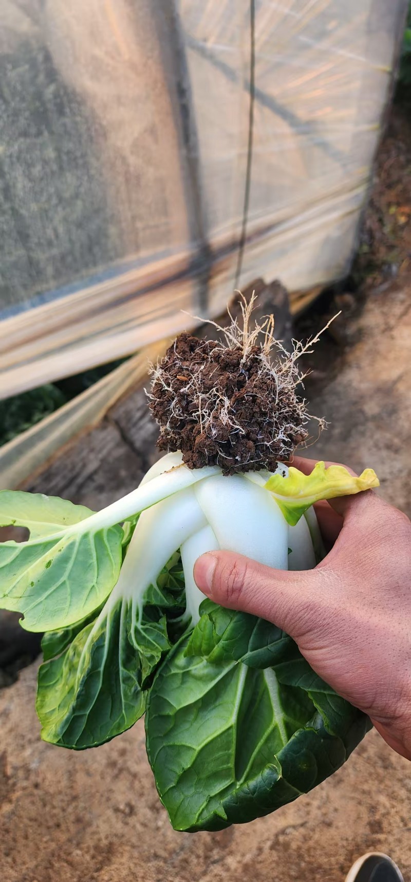 优选奶白菜/基地现货/可按需包装/全国发货/量大从优
