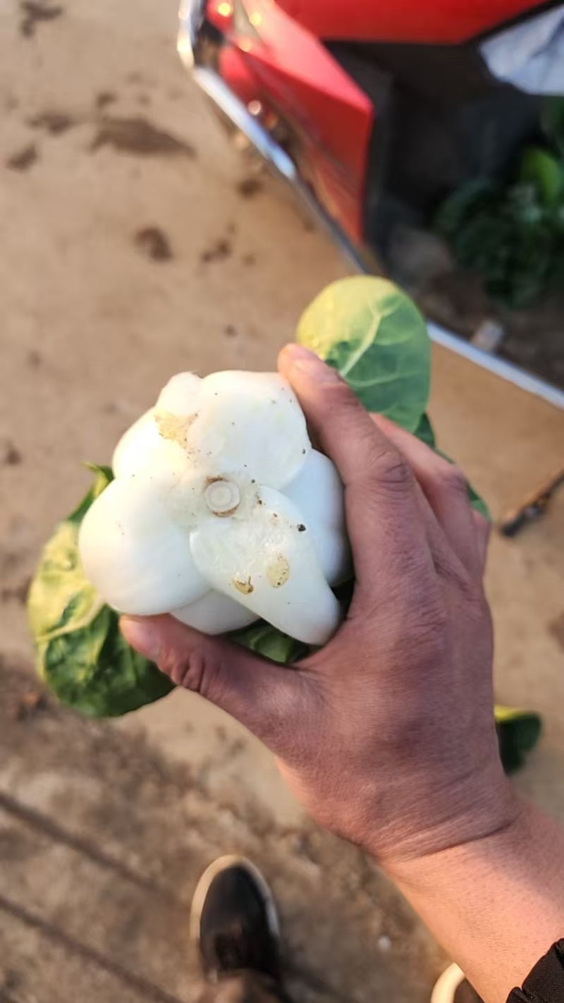 优选奶白菜/基地现货/可按需包装/全国发货/量大从优