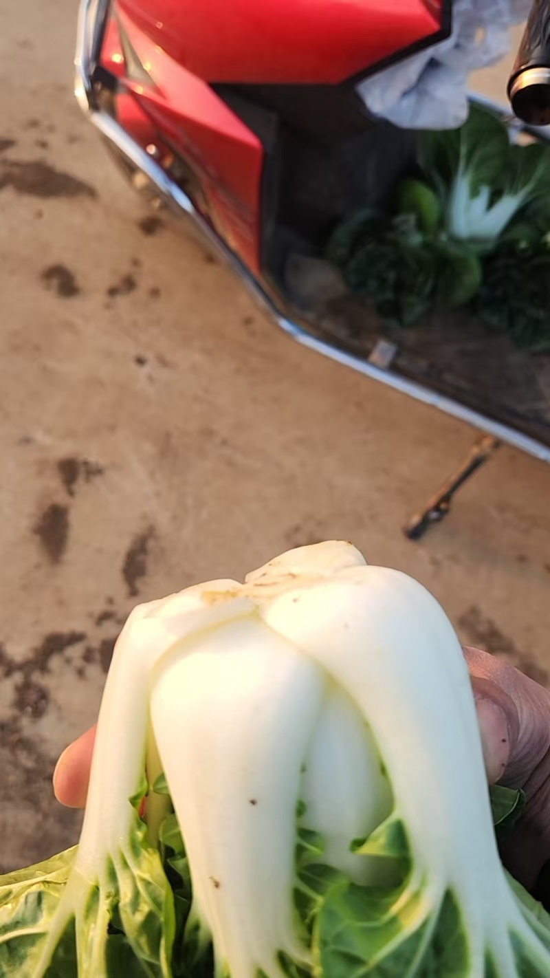 优选奶白菜/基地现货/可按需包装/全国发货/量大从优