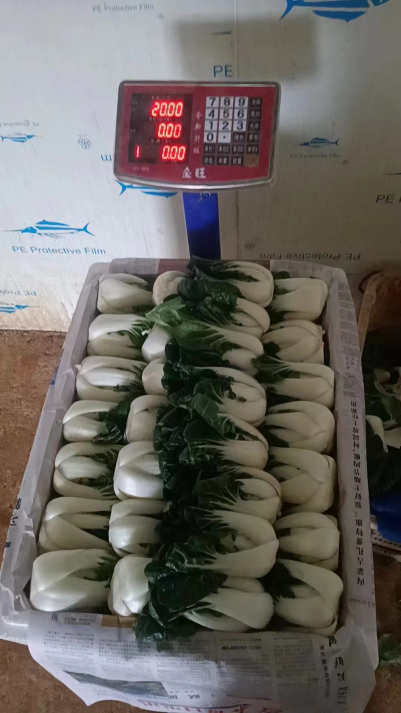 优选奶白菜/基地现货/可按需包装/全国发货/量大从优