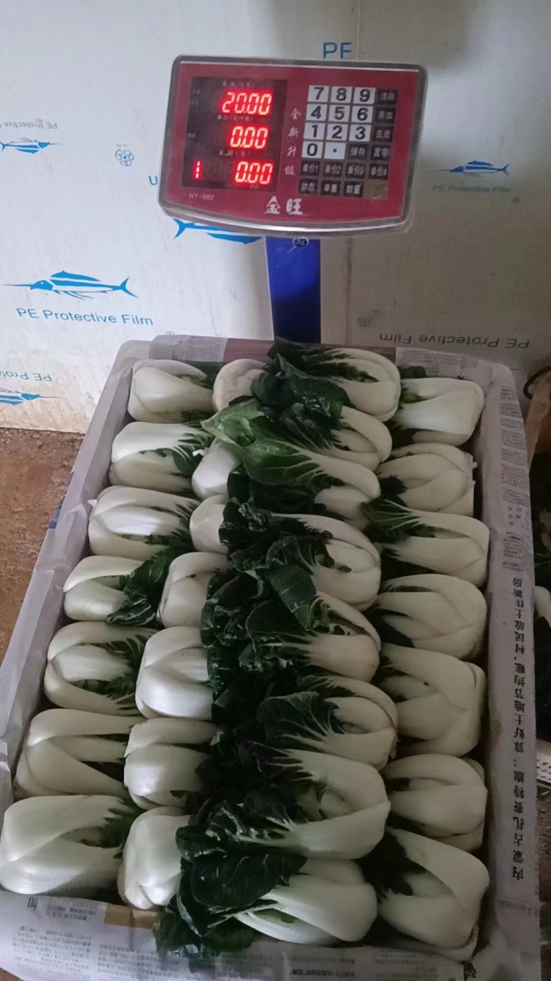 优选奶白菜/基地现货/可按需包装/全国发货/量大从优