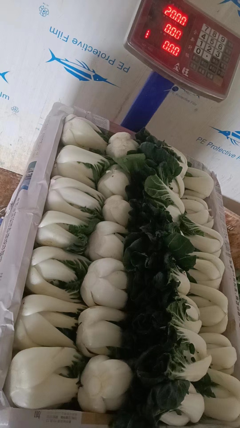优选奶白菜/基地现货/可按需包装/全国发货/量大从优