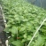黄金百香果苗钦蜜9号量大从优质量保证诚信经营欢迎咨询