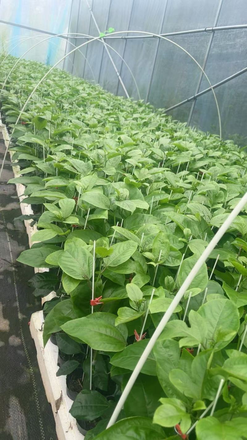黄金百香果苗钦蜜9号量大从优质量保证诚信经营欢迎咨询
