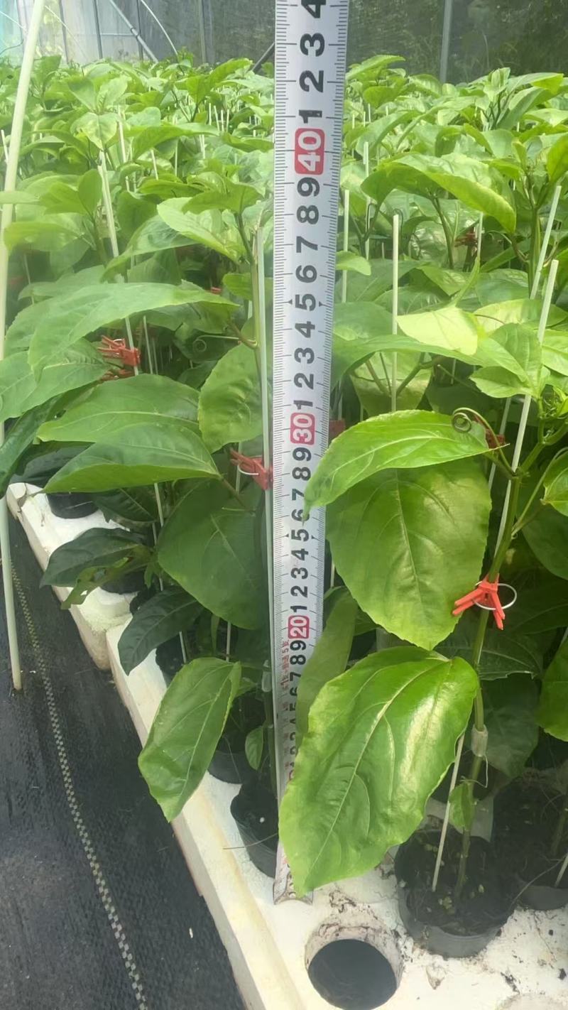 黄金百香果苗钦蜜9号量大从优质量保证诚信经营欢迎咨询