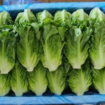 云南意大利生菜/基地现货/可按需包装/全国发货/量大从优