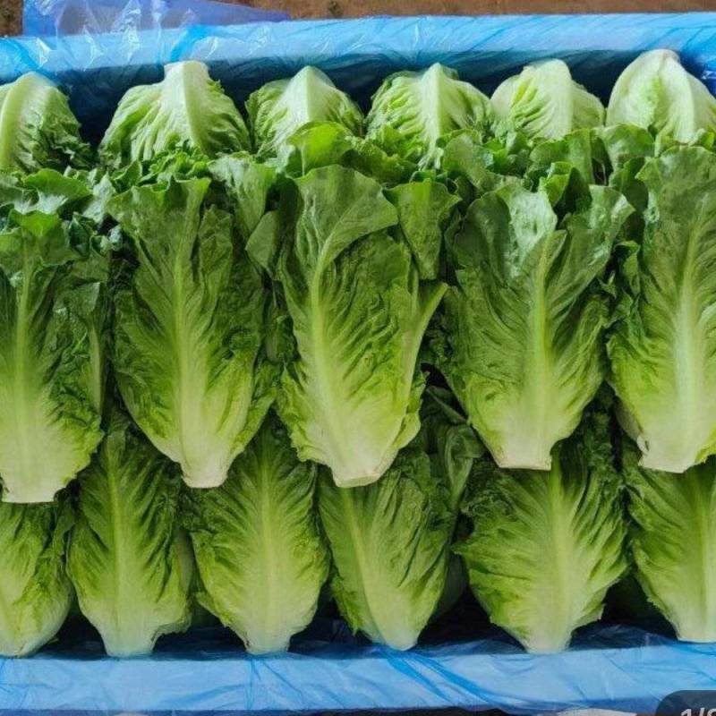 云南意大利生菜/基地现货/可按需包装/全国发货/量大从优