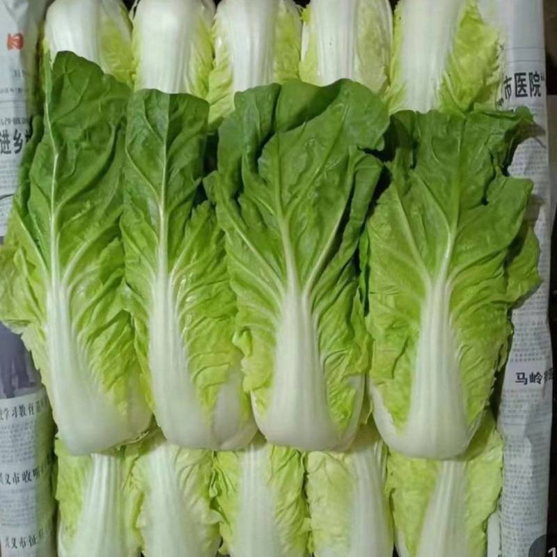 夏黄白菜/基地现货/可按需包装/全国发货/量大从优