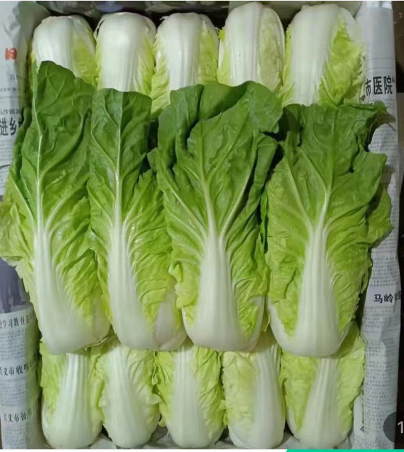 夏黄白菜/基地现货/可按需包装/全国发货/量大从优