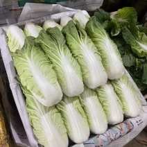 夏黄白菜/基地现货/可按需包装/全国发货/量大从优