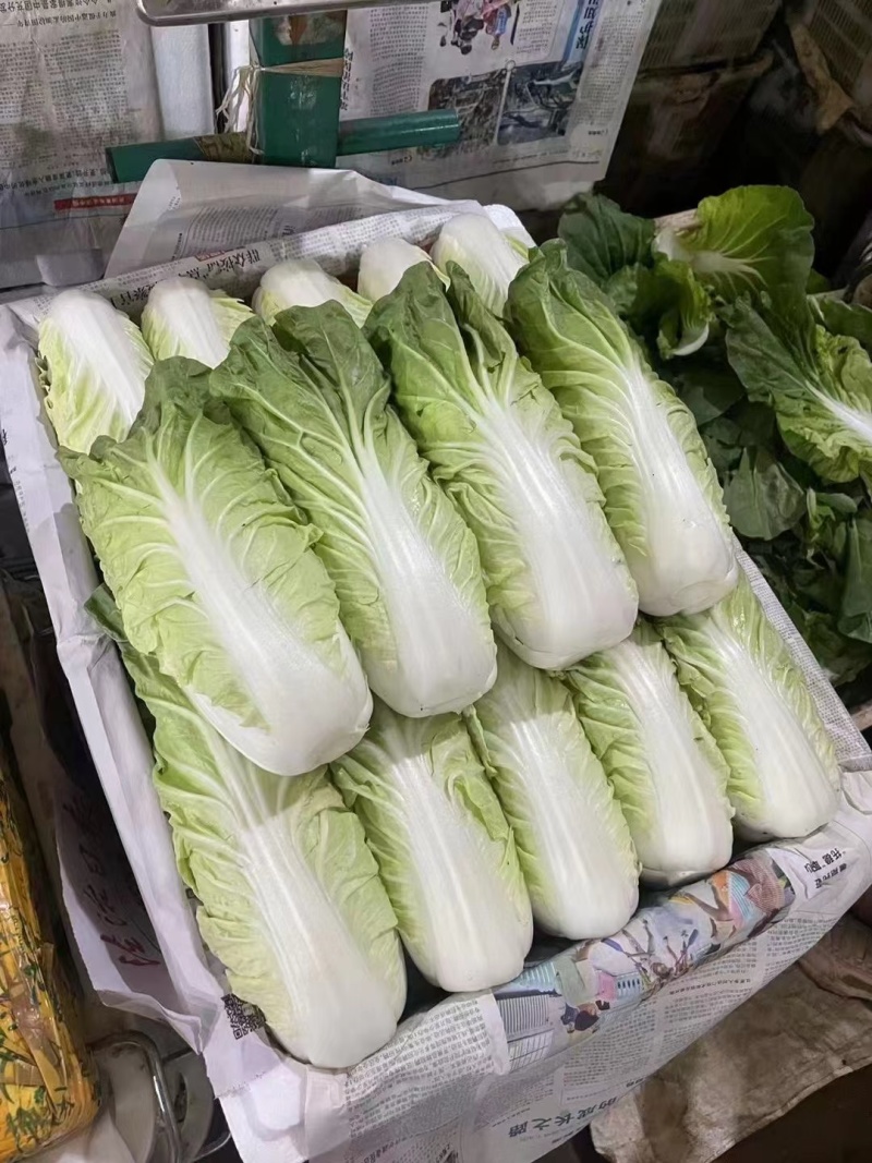 夏黄白菜/基地现货/可按需包装/全国发货/量大从优
