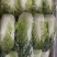 夏黄白菜/基地现货/可按需包装/全国发货/量大从优